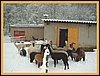group-snow-alpacas.jpg