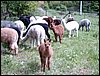 herd-of-alpacas.jpg