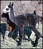 huacaya-1-day-cria.jpg