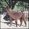 red-alpaca.jpg
