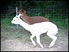 run-alpaca-cria.jpg