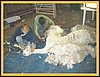 sheering-alpacas.jpg