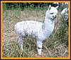 snowwhite-alpaca.jpg