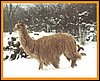 suri-alpaca-7.jpg