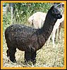 suri-alpaca-bilder.jpg