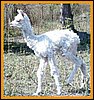 suri-alpaca-c.jpg