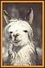 suri-alpacas.jpg