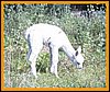 suri-cria-alpacas,.jpg