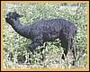 suri-cria-black.jpg