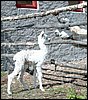 suri-cria-ws.jpg