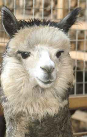 grey male alpaca