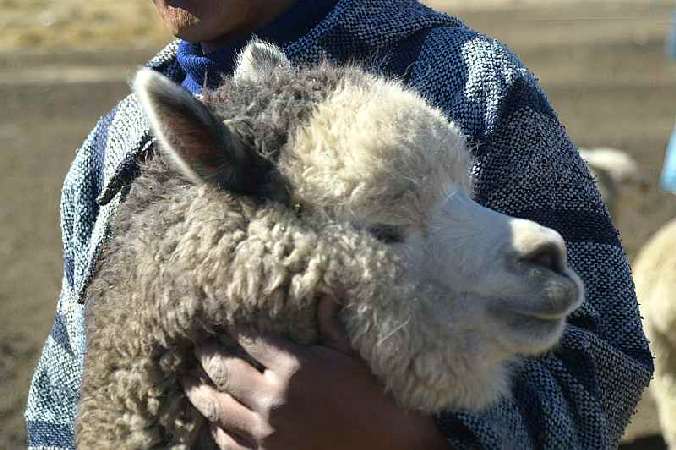 grey male alpaca