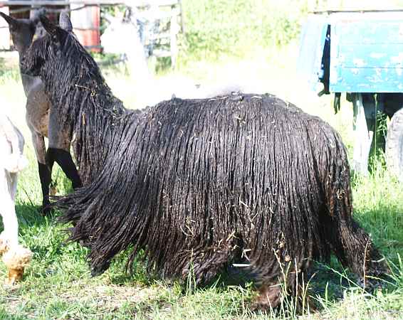 suri male sf el negro black 