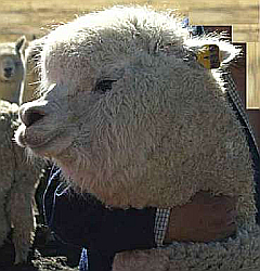 Alpaca-macho-hatun-port-peru.