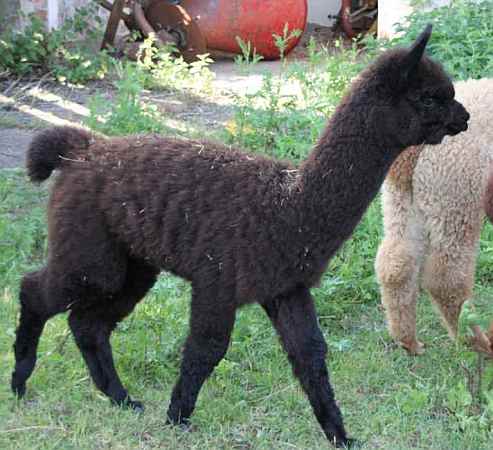 Cria female alpaka black-5