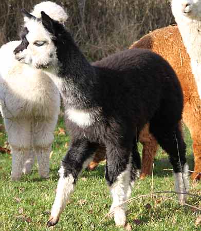 Cria aua Black nach Tamaran