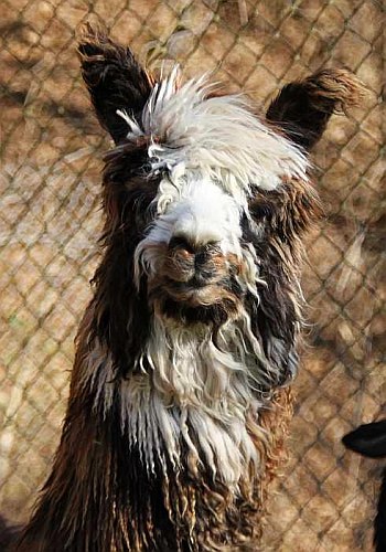 Alpaka-Deckhengste/Peruvian Hombre Peru