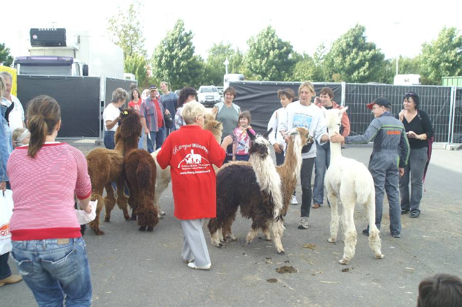 Alpacas an der Leine.JPG