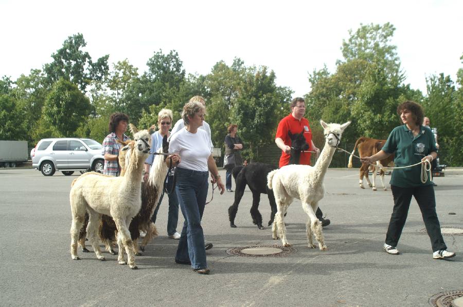 Alpacas.JPG