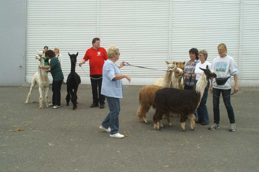 Alpakas vor der Tierschau.JPG