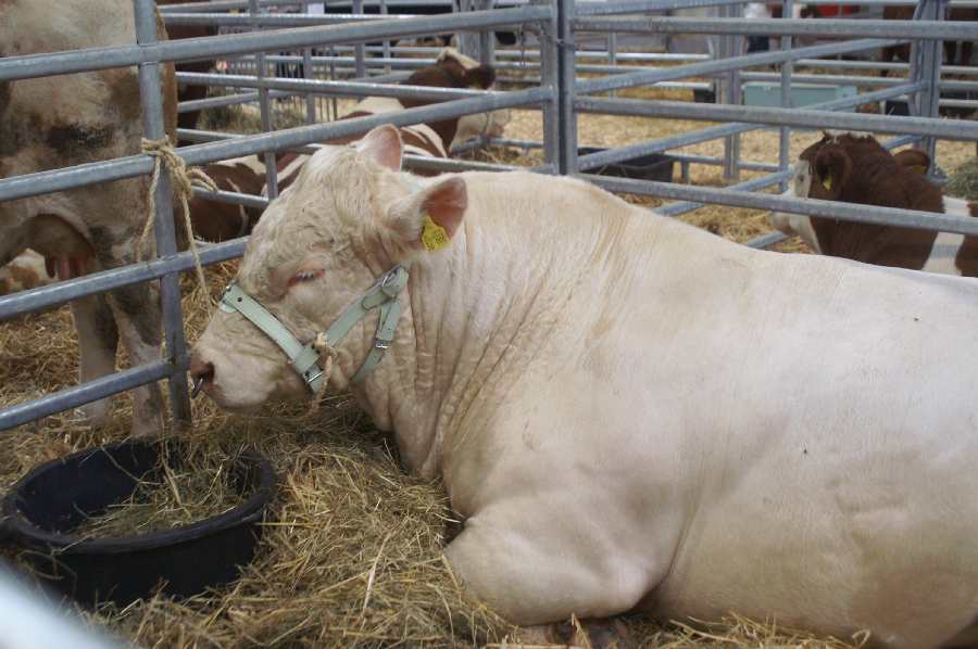 Charolais Bulle Teichrda.JPG