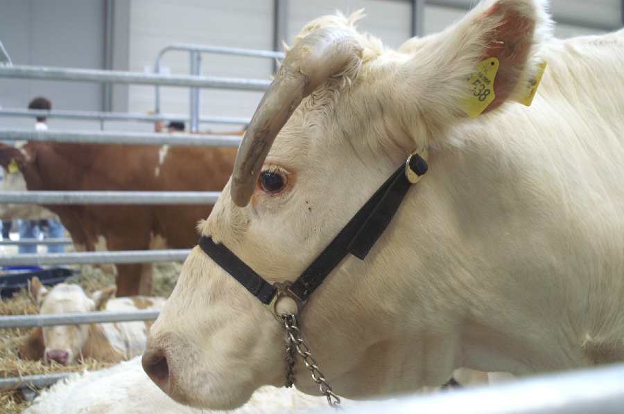 Charolais Teichröda.JPG