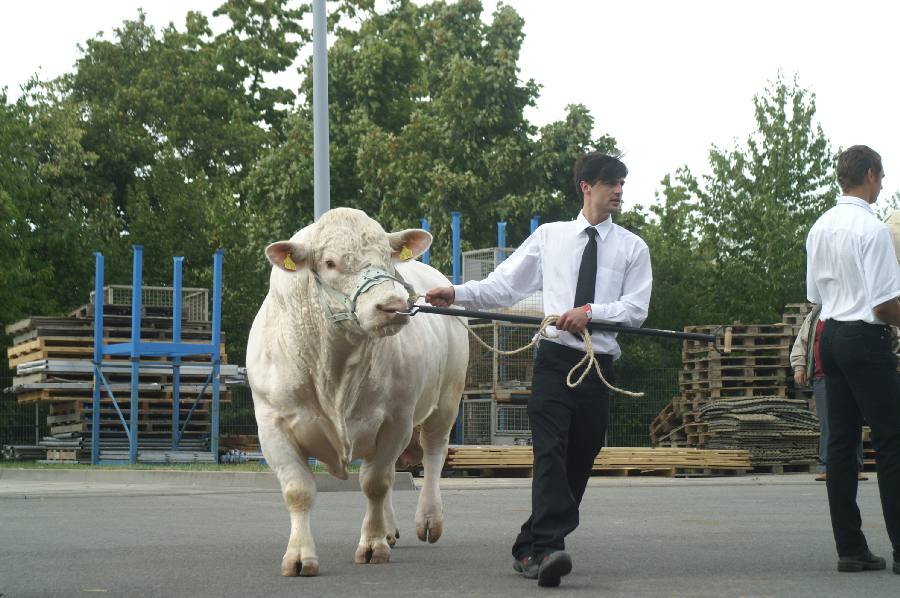 Charolais der bulle.JPG