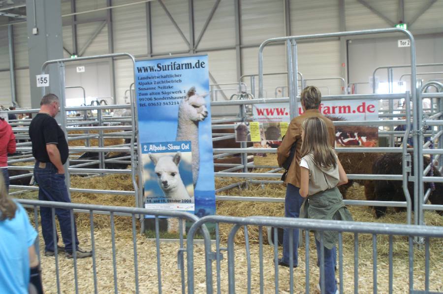 Surifarm Alpakas in Erfurt.JPG