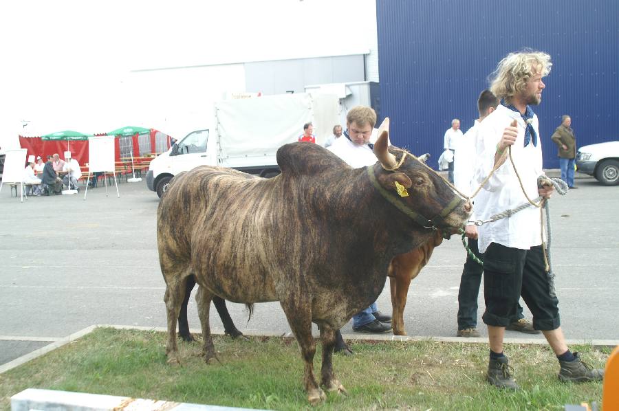 Zebu gestromt.JPG