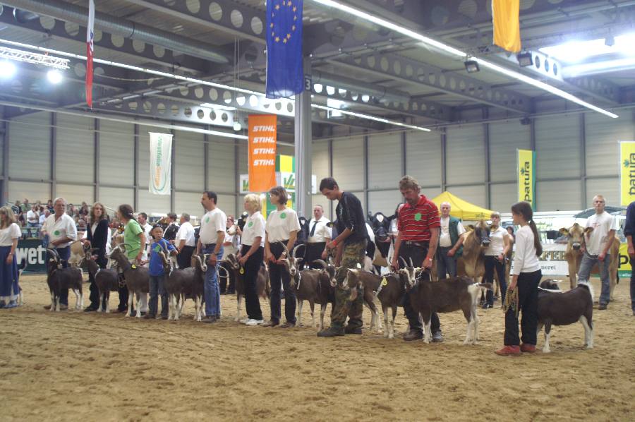 Ziegen Parade in Erfurt.JPG