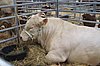 Charolais Bulle Teichrda.JPG