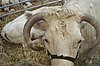 Charolais aus -Teichrda.JPG