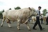 Zucht Bulle Charolais.JPG