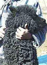 breeding black alpaca huacaya male