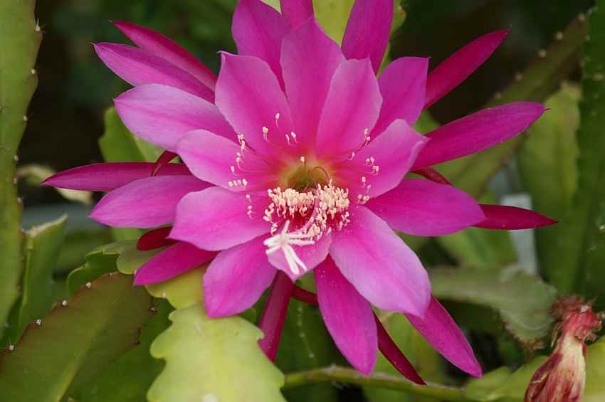 http://www.surifarm.de/mix/images/Pinky-epiphyllum.jpg