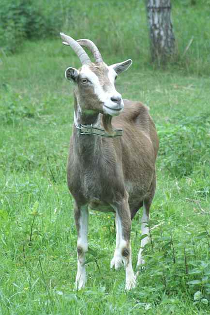 Thüringer Waldziege.jpg