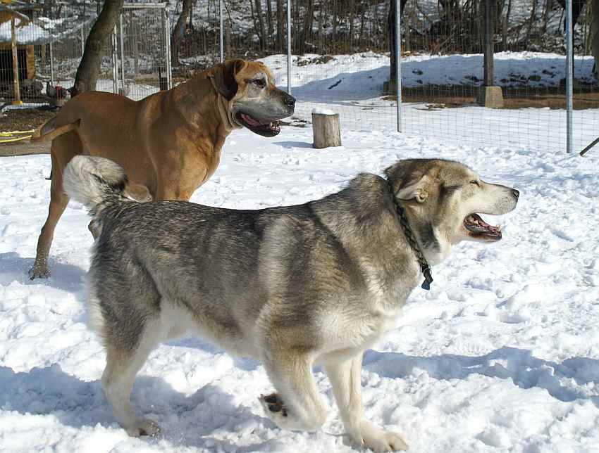 alaska malamute und deutsche dogge.jpg