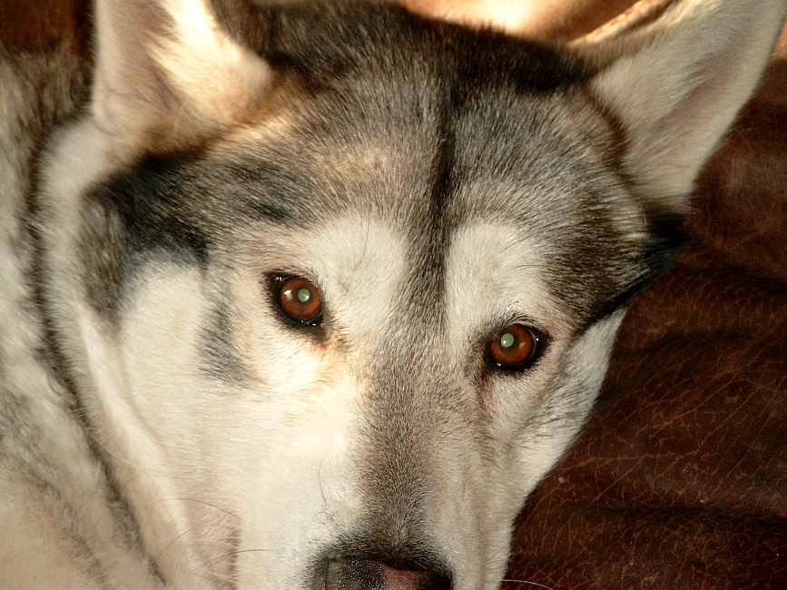 alaska malamute.jpg