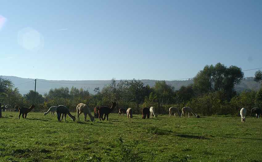 alpaca-herd-morning.jpg