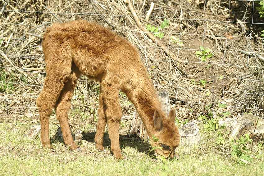 suri-alpaka-cria-female-.jpg
