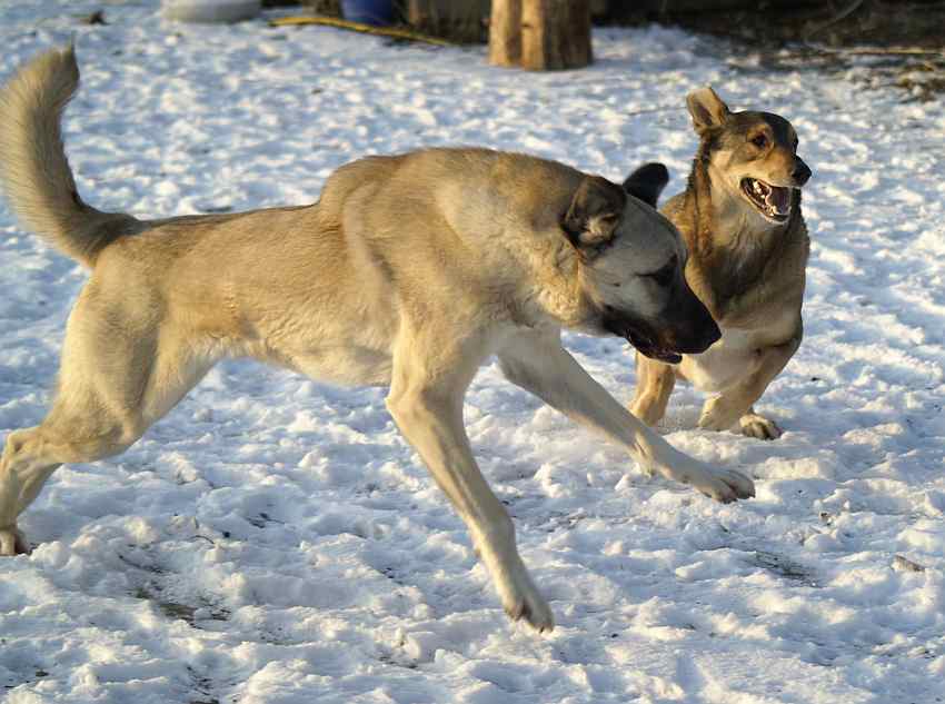 wolfs-hund.jpg