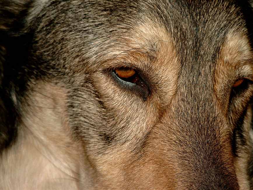 wolfshund -1port.jpg