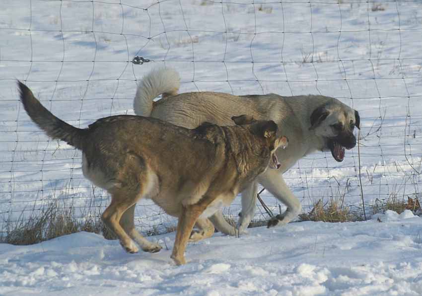 wolfshund im schnee.jpg