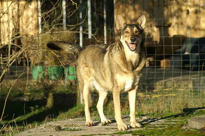wolfshund-wolf.jpg