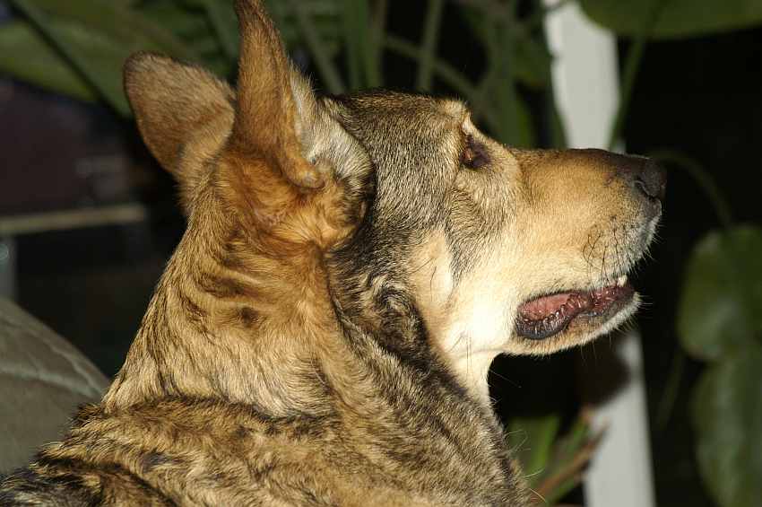 wolfshund.jpg