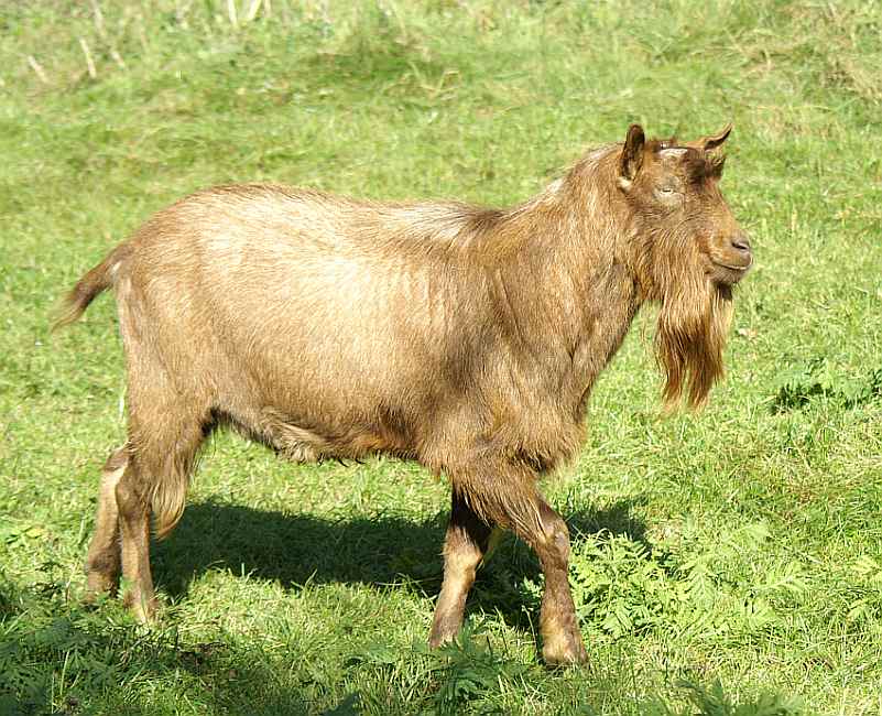 ziegenbock-.jpg