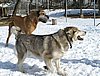 alaska malamute und deutsche dogge.jpg