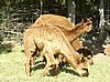 alpaca-crias-3.jpg