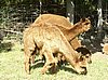 alpaca-crias-3.jpg