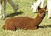 alpaka-cria-for-sale-alpacas.jpg
